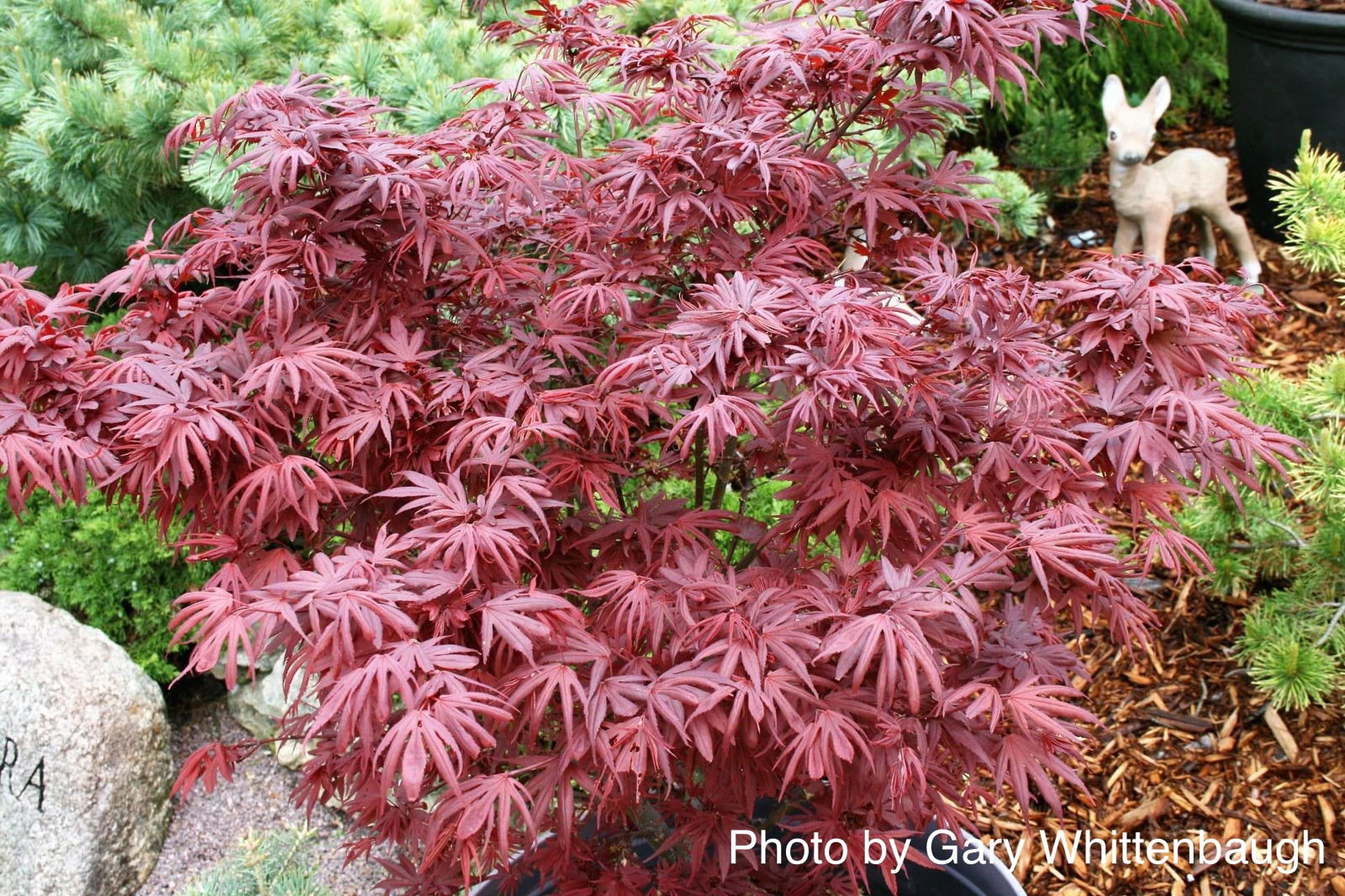 Buy Acer palmatum 'Shaina' Dwarf Red Japanese Maple Tree — Mr