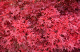 - Acer palmatum 'Shaina' Dwarf Red Japanese Maple Tree - Mr Maple │ Buy Japanese Maple Trees