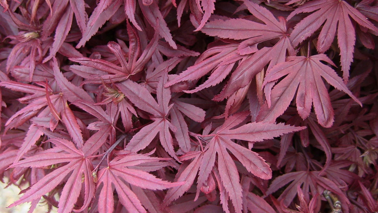 - Acer palmatum 'Shaina' Dwarf Red Japanese Maple Tree - Mr Maple │ Buy Japanese Maple Trees