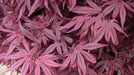 - Acer palmatum 'Shaina' Dwarf Red Japanese Maple Tree - Mr Maple │ Buy Japanese Maple Trees