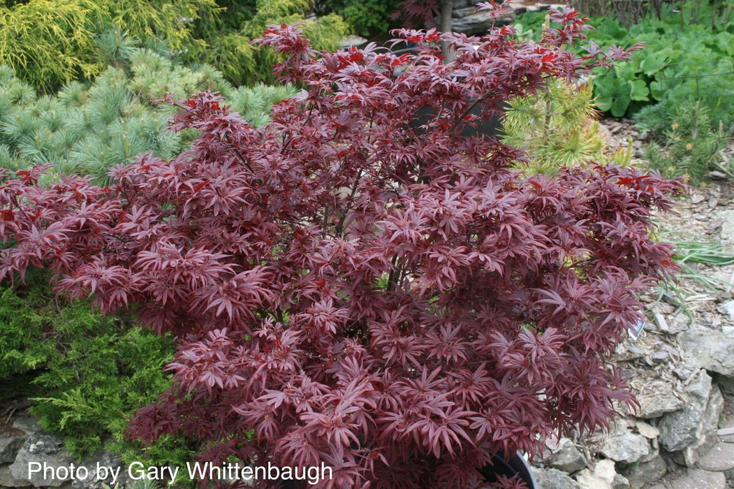 - Acer palmatum 'Shaina' Dwarf Red Japanese Maple Tree - Mr Maple │ Buy Japanese Maple Trees