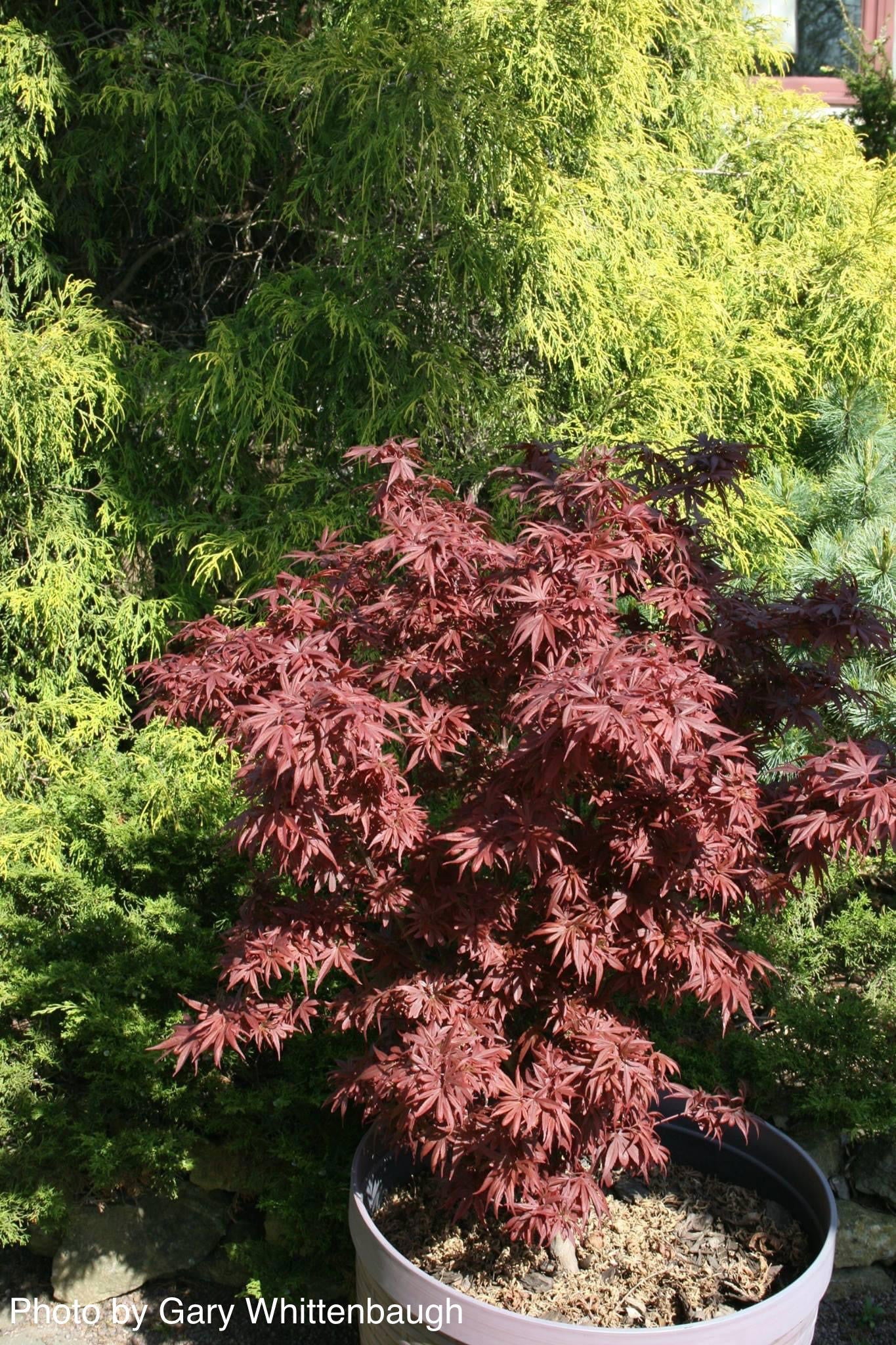 Buy Acer palmatum 'Shaina' Dwarf Red Japanese Maple Tree — Mr