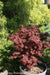 - Acer palmatum 'Shaina' Dwarf Red Japanese Maple Tree - Mr Maple │ Buy Japanese Maple Trees