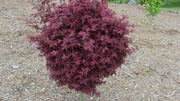 - Acer palmatum 'Shaina' Dwarf Red Japanese Maple Tree - Mr Maple │ Buy Japanese Maple Trees
