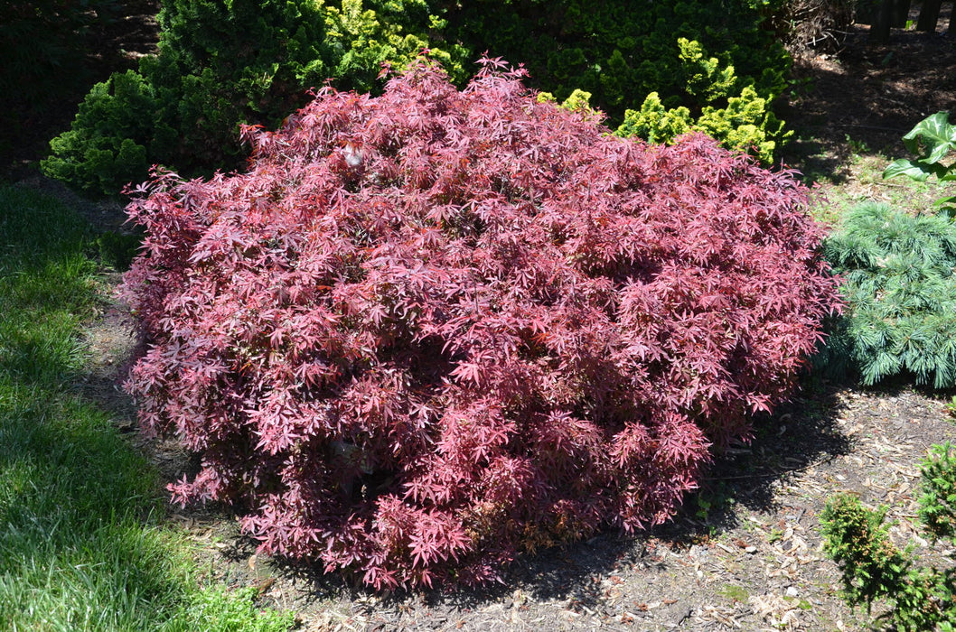 - Acer palmatum 'Shaina' Dwarf Red Japanese Maple Tree - Mr Maple │ Buy Japanese Maple Trees