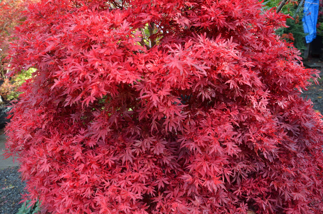 - Acer palmatum 'Shaina' Dwarf Red Japanese Maple Tree - Mr Maple │ Buy Japanese Maple Trees