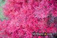 - Acer palmatum 'Shaina' Dwarf Red Japanese Maple Tree - Mr Maple │ Buy Japanese Maple Trees