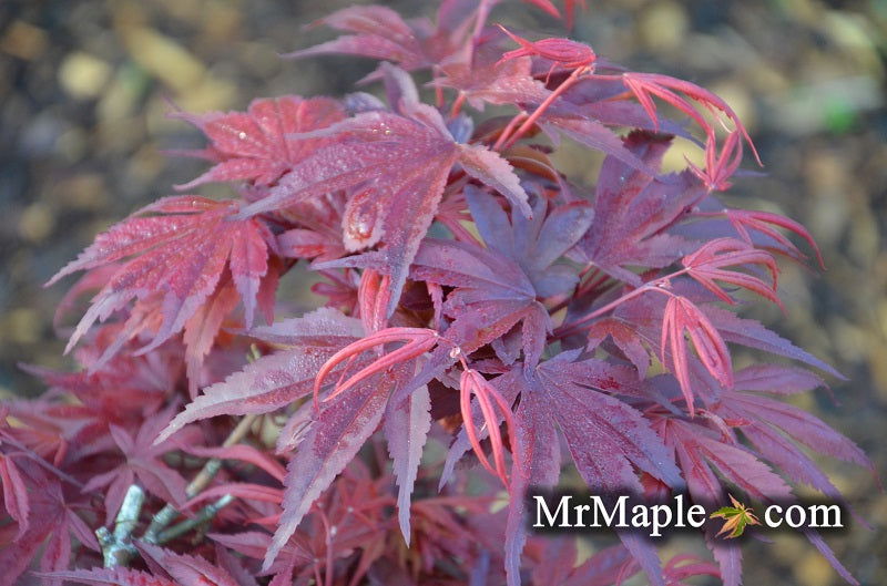 - Acer palmatum 'Shaina' Dwarf Red Japanese Maple Tree - Mr Maple │ Buy Japanese Maple Trees