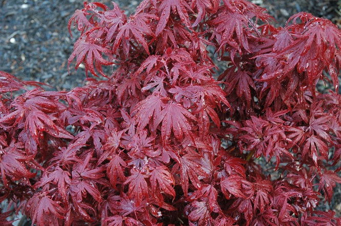 - Acer palmatum 'Shaina' Dwarf Red Japanese Maple Tree - Mr Maple │ Buy Japanese Maple Trees