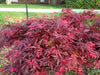 - Acer palmatum 'Shaina' Dwarf Red Japanese Maple Tree - Mr Maple │ Buy Japanese Maple Trees