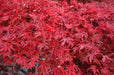 - Acer palmatum 'Shaina' Dwarf Red Japanese Maple Tree - Mr Maple │ Buy Japanese Maple Trees