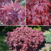 - Acer palmatum 'Shaina' Dwarf Red Japanese Maple Tree - Mr Maple │ Buy Japanese Maple Trees