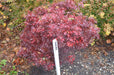 - Acer palmatum 'Shaina' Dwarf Red Japanese Maple Tree - Mr Maple │ Buy Japanese Maple Trees