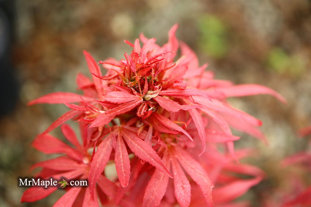 - Acer palmatum 'Shaina' Dwarf Red Japanese Maple Tree - Mr Maple │ Buy Japanese Maple Trees