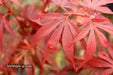 - Acer palmatum 'Shaina' Dwarf Red Japanese Maple Tree - Mr Maple │ Buy Japanese Maple Trees