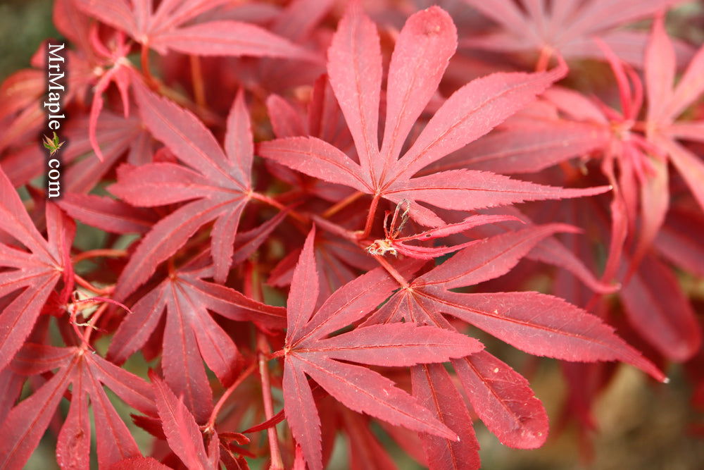 - Acer palmatum 'Shaina' Dwarf Red Japanese Maple Tree - Mr Maple │ Buy Japanese Maple Trees