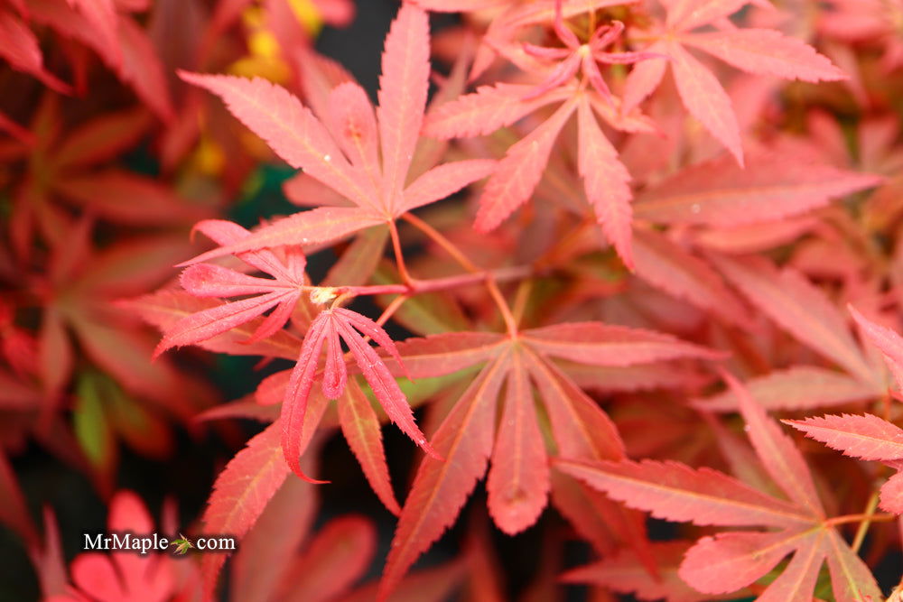 - Acer palmatum 'Shaina' Dwarf Red Japanese Maple Tree - Mr Maple │ Buy Japanese Maple Trees