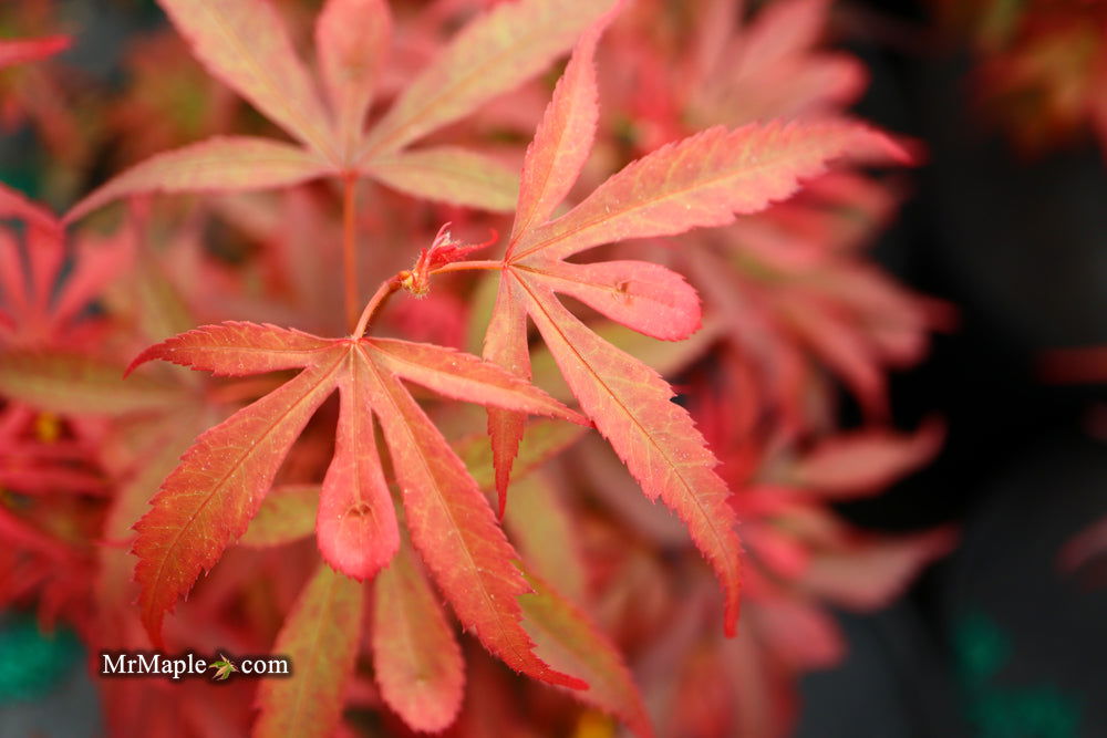 - Acer palmatum 'Shaina' Dwarf Red Japanese Maple Tree - Mr Maple │ Buy Japanese Maple Trees