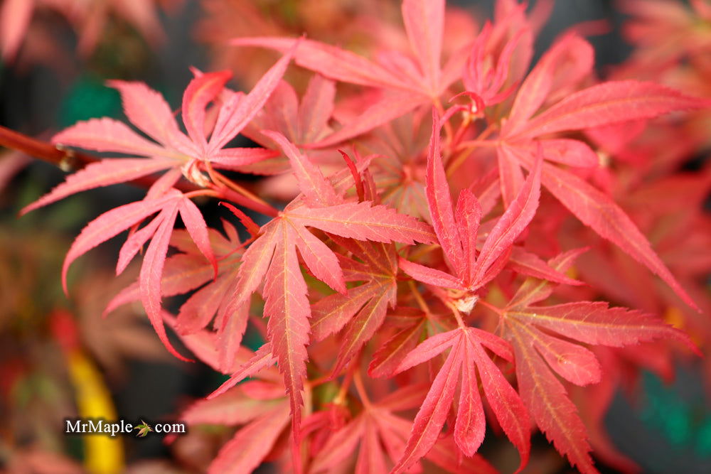 - Acer palmatum 'Shaina' Dwarf Red Japanese Maple Tree - Mr Maple │ Buy Japanese Maple Trees