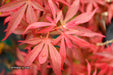 - Acer palmatum 'Shaina' Dwarf Red Japanese Maple Tree - Mr Maple │ Buy Japanese Maple Trees