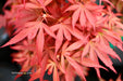 - Acer palmatum 'Shaina' Dwarf Red Japanese Maple Tree - Mr Maple │ Buy Japanese Maple Trees