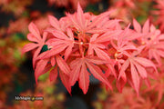 - Acer palmatum 'Shaina' Dwarf Red Japanese Maple Tree - Mr Maple │ Buy Japanese Maple Trees