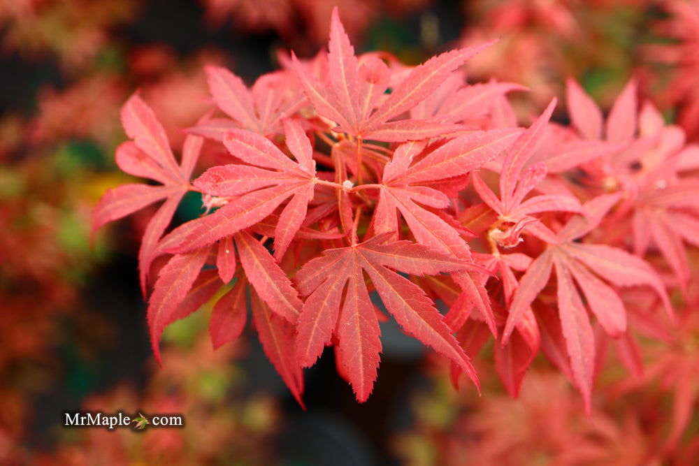 - Acer palmatum 'Shaina' Dwarf Red Japanese Maple Tree - Mr Maple │ Buy Japanese Maple Trees