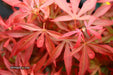 - Acer palmatum 'Shaina' Dwarf Red Japanese Maple Tree - Mr Maple │ Buy Japanese Maple Trees