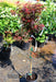 - Acer palmatum 'Shaina' Dwarf Red Japanese Maple Tree - Mr Maple │ Buy Japanese Maple Trees