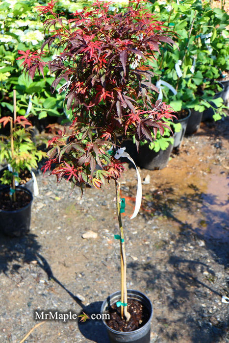 - Acer palmatum 'Shaina' Dwarf Red Japanese Maple Tree - Mr Maple │ Buy Japanese Maple Trees