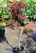 - Acer palmatum 'Shaina' Dwarf Red Japanese Maple Tree - Mr Maple │ Buy Japanese Maple Trees