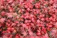 - Acer palmatum 'Shaina' Dwarf Red Japanese Maple Tree - Mr Maple │ Buy Japanese Maple Trees