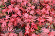 - Acer palmatum 'Shaina' Dwarf Red Japanese Maple Tree - Mr Maple │ Buy Japanese Maple Trees