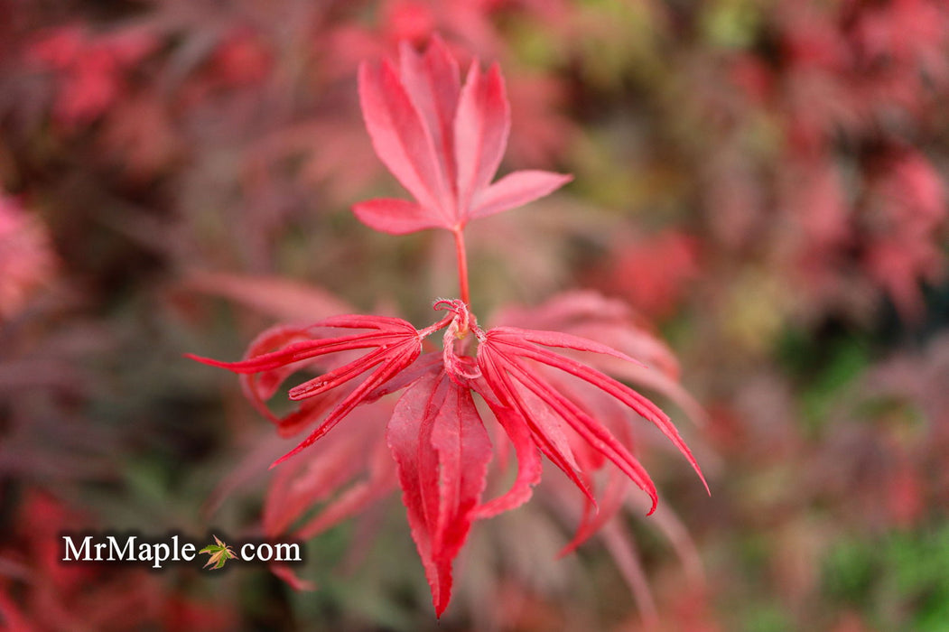 - Acer palmatum 'Shaina' Dwarf Red Japanese Maple Tree - Mr Maple │ Buy Japanese Maple Trees