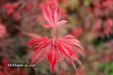 - Acer palmatum 'Shaina' Dwarf Red Japanese Maple Tree - Mr Maple │ Buy Japanese Maple Trees