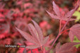 - Acer palmatum 'Shaina' Dwarf Red Japanese Maple Tree - Mr Maple │ Buy Japanese Maple Trees