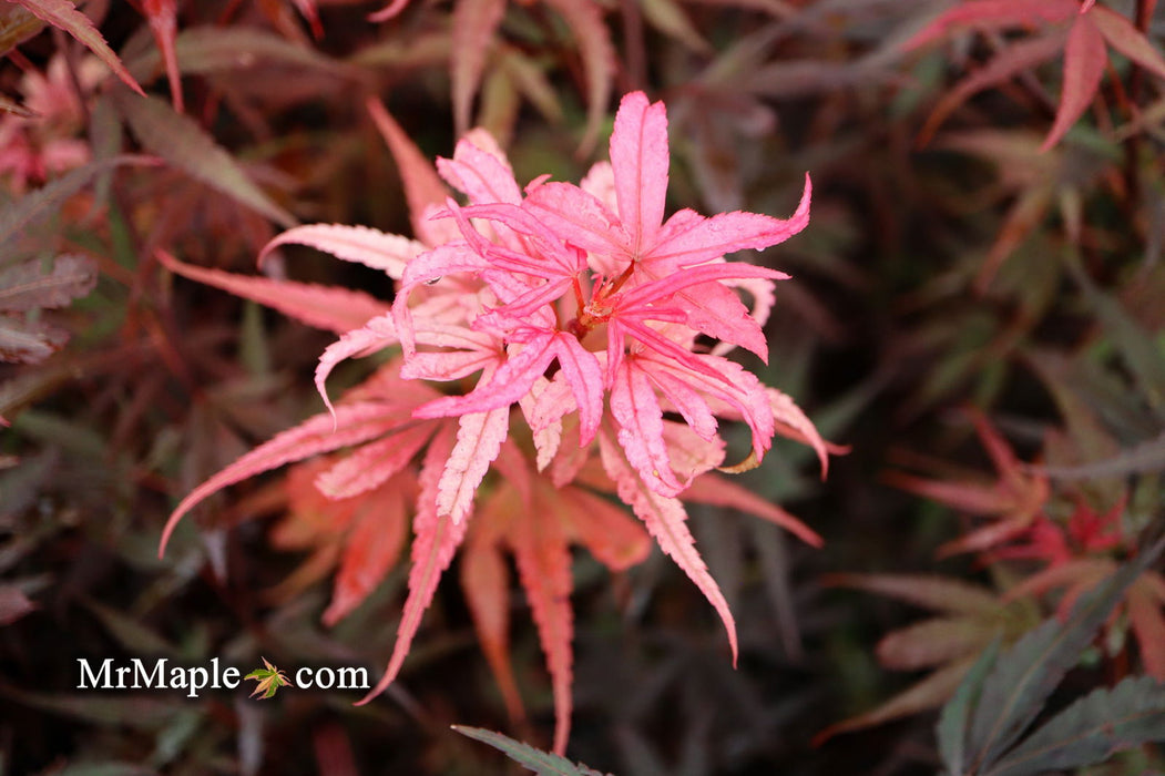 - Acer palmatum 'Shaina' Dwarf Red Japanese Maple Tree - Mr Maple │ Buy Japanese Maple Trees