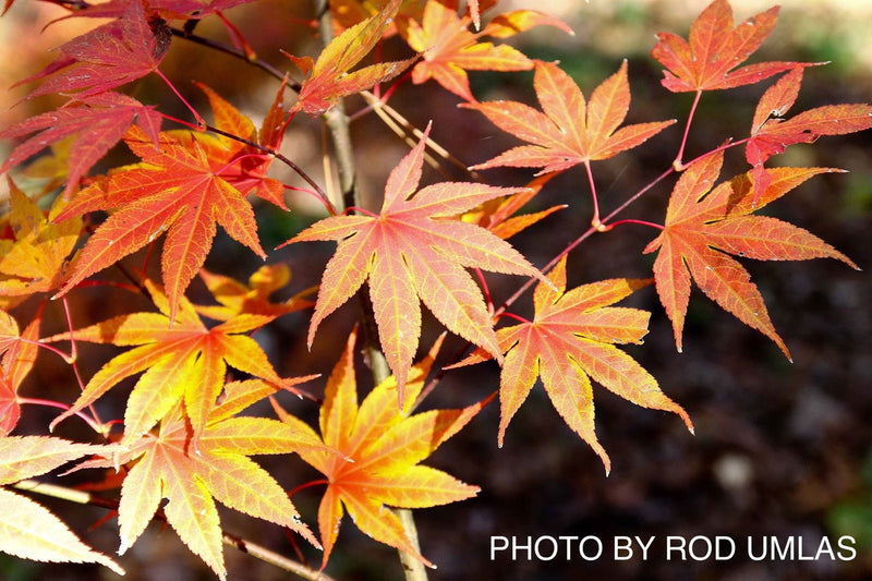 - Acer palmatum 'Sharon' Japanese Maple - Mr Maple │ Buy Japanese Maple Trees