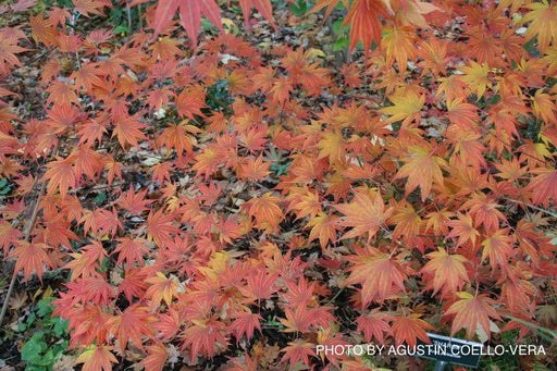- Acer palmatum 'Sharon' Japanese Maple - Mr Maple │ Buy Japanese Maple Trees