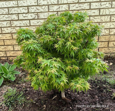 - Acer palmatum 'Sharp's Pygmy' Dwarf Japanese Maple - Mr Maple │ Buy Japanese Maple Trees