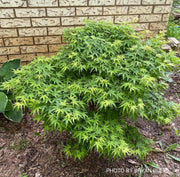 - Acer palmatum 'Sharp's Pygmy' Dwarf Japanese Maple - Mr Maple │ Buy Japanese Maple Trees