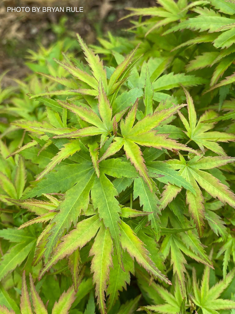 - Acer palmatum 'Sharp's Pygmy' Dwarf Japanese Maple - Mr Maple │ Buy Japanese Maple Trees