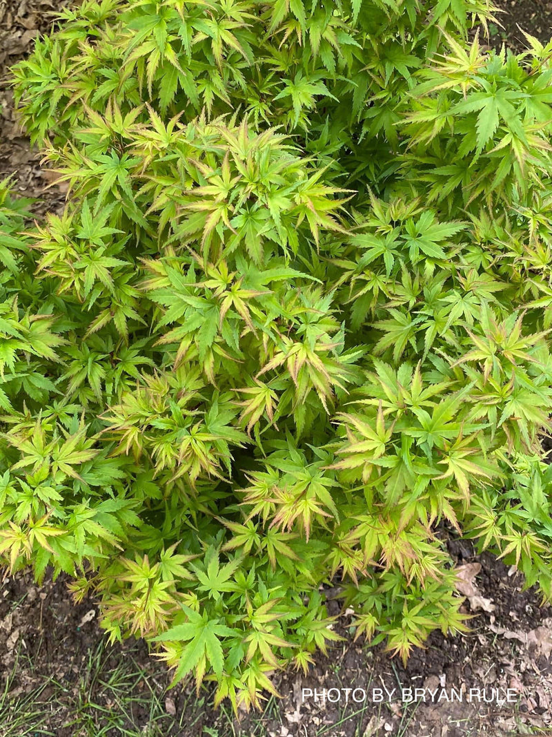 - Acer palmatum 'Sharp's Pygmy' Dwarf Japanese Maple - Mr Maple │ Buy Japanese Maple Trees