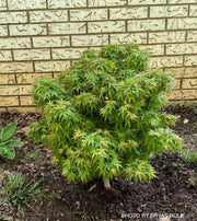 - Acer palmatum 'Sharp's Pygmy' Dwarf Japanese Maple - Mr Maple │ Buy Japanese Maple Trees