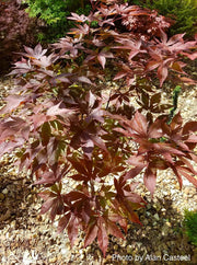 - Acer palmatum 'Shazam' Large Leaf Japanese Maple - Mr Maple │ Buy Japanese Maple Trees
