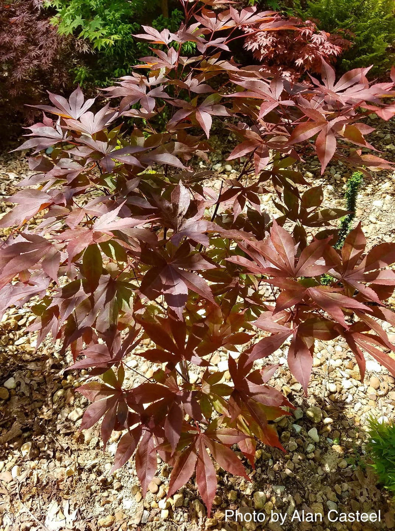 - Acer palmatum 'Shazam' Large Leaf Japanese Maple - Mr Maple │ Buy Japanese Maple Trees