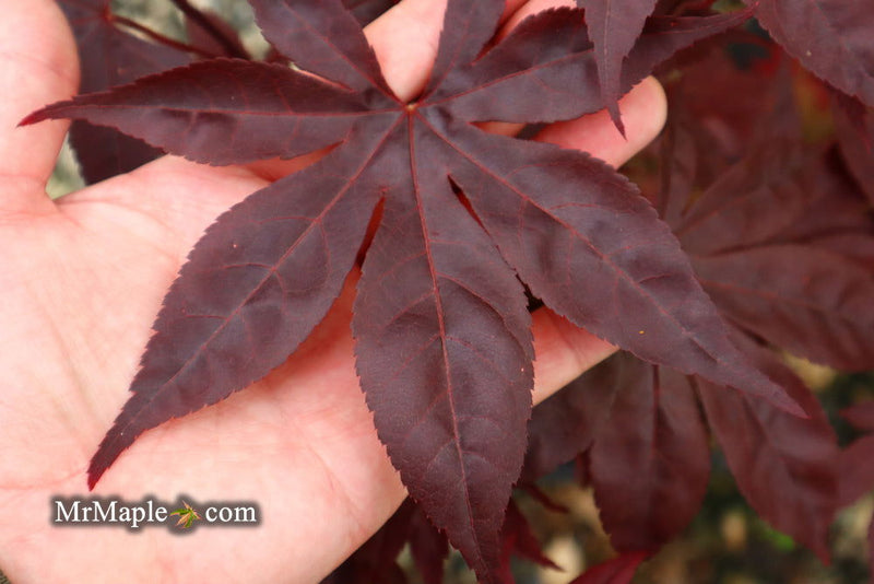 - Acer palmatum 'Shazam' Large Leaf Japanese Maple - Mr Maple │ Buy Japanese Maple Trees