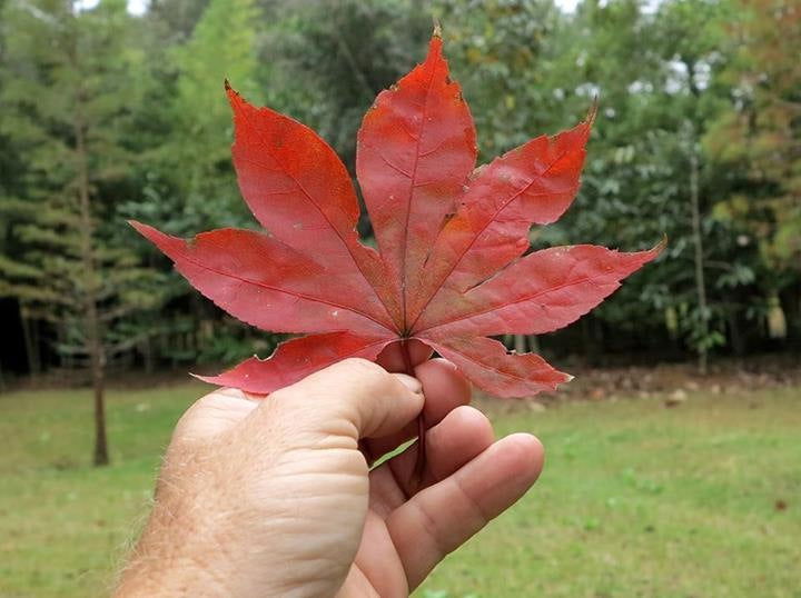 - Acer palmatum 'Shazam' Large Leaf Japanese Maple - Mr Maple │ Buy Japanese Maple Trees