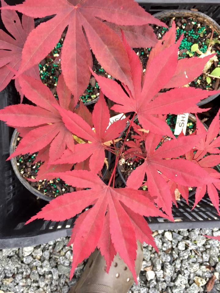 - Acer palmatum 'Shazam' Large Leaf Japanese Maple - Mr Maple │ Buy Japanese Maple Trees