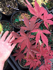 - Acer palmatum 'Shazam' Large Leaf Japanese Maple - Mr Maple │ Buy Japanese Maple Trees